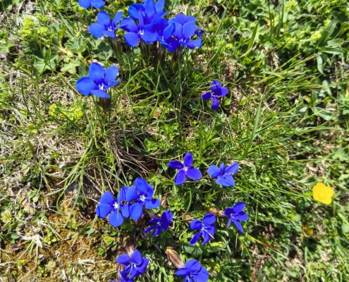 Schuasternagerl